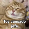 🤎Gatitos con Frases⓷🐈‍⬛😼 14