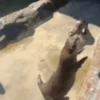 Animados 7