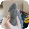 🐭 Ratitas Animadas 🐁 9