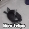 Moods Animalitos 11