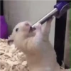 🐹✨️REACCIONES HAMSTER FUNNY✨️🐹 8