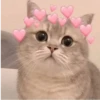 Gatos memes 11