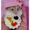 🐹✨️REACCIONES HAMSTER FUNNY✨️🐹 13