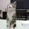 '