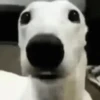 REAÇÕES BICHINHOS  6