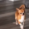 Animalitos cute ✨😸🐾 5