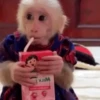 🧿Monkey🐒Changuitos🐵 23
