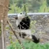 Panda 🐼 7