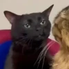 🎵 TIKTOKeando 31🎵 5