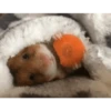 🐹✨️REACCIONES HAMSTER FUNNY✨️🐹 5