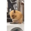 Hamster 🐁🩷🐀 11