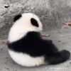 Panda 🐼 15