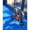 Macaquinho vida Loka 🫨 6