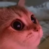 Cute Cat's 🐱🐾❤️ 18