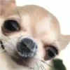 Anjing lucu 8