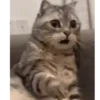CAT 🩷 9