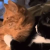 😽 Gatitos Que Necesitas 2 😻 6