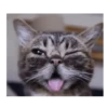 Gatito sacando la lengua 💋😝 11