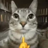 Animadas | Tiktok 12