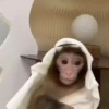 Monkeys 3 9