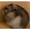 Hamster 🐁🩷🐀 12