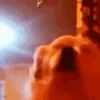 Perritos bailando pal chat 🤣 16