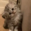Gatinhos 12