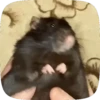 🐭 Ratitas Animadas 🐁 12