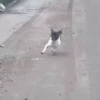 🐶Reacciones de Perritos🐶 14