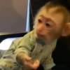 🧿Monkey🐒Changuitos🐵 12