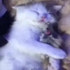 Cute Cat's 🐱🐾❤️ 9