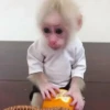 🧿Monkey🐒Changuitos🐵 6