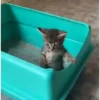 Gatos y cosas 🫠🫠 15