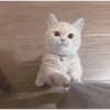 CAT 🩷 25
