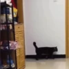 Escapes y peleas épicas 🐱🐶 10