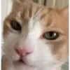 99% cats 17