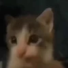 Gatos sin Sentido 2😺🖤 5