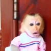 Monkeys 3 13