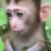 🧿Monkey🐒Changuitos🐵 14