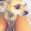Reações do cão 4
