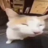 REAÇÕES BICHINHOS  5