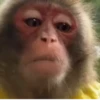 Macacos  6