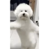 Gif3 27