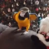 Natal engraçado 11
