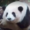 Panda 🐼 11