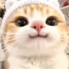 Animalitos cute ✨😸🐾 10