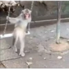Monkeys 3 21