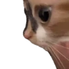 Animales Tiktoks 🤣 14