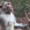 Monkeys 3 12
