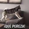 🐶Reacciones de Perritos🐶 6
